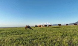 青草原在线观看,在线观看，感受自然之美